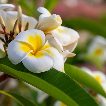 To * Fontane Bianche