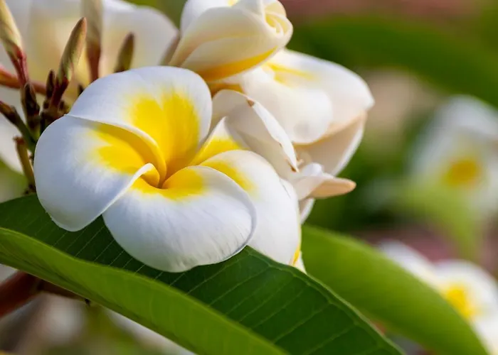 To * 冯塔尼比安奇